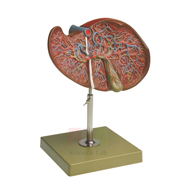 Human Liver and Gallbladder Model